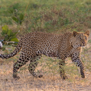 South Luangwa - Leopard